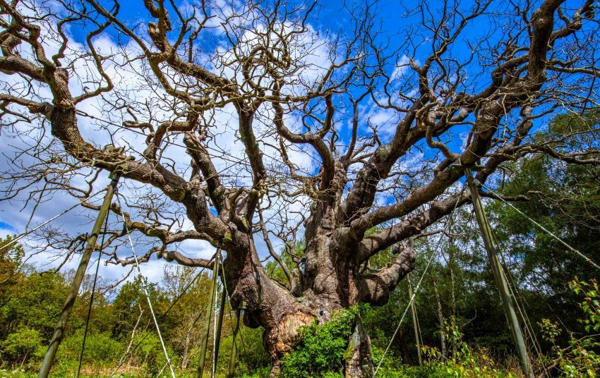 With the death of Sherwood Forest’s Major Oak ends a UK tourism icon