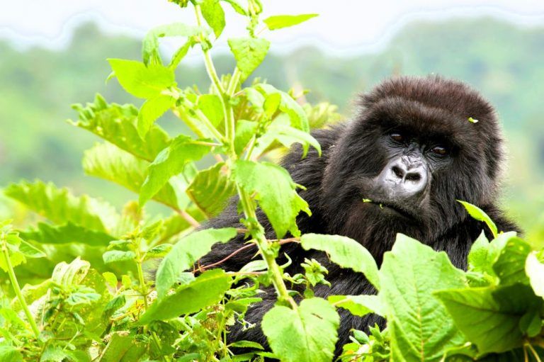 The Lux Collective celebrates the launch of two exclusive properties in Rwanda