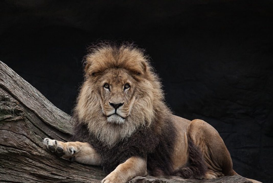 Escaped lions on the loose at Singapore Airport