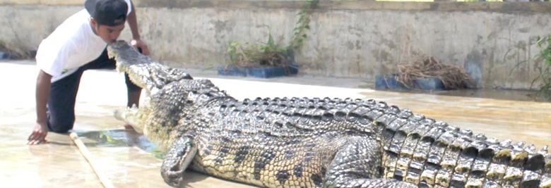 Tuaran Crocodile Farm To Offer A Cultural Learning Experience – Sabah Tourism Malaysia