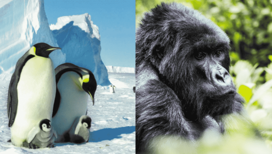 Wilderness Safaris and White Desert Introduce Latest Africa and Antarctica Journeys