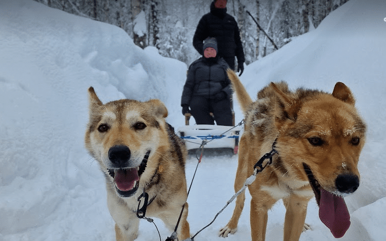 Anvhorage dog sled